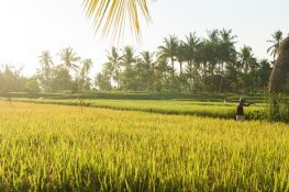 Suasana pedesaan di Bali (Sumber: Freepik)